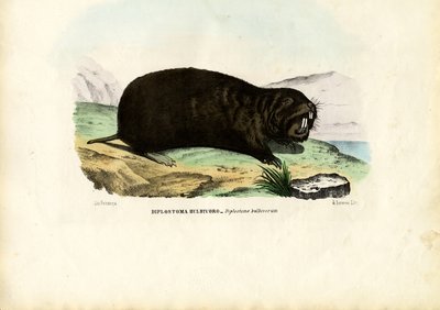 Gopher, 1863-79 von Raimundo Petraroja